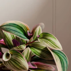 Tradescantia Nanouk House Plant In Elho Vibes Pot -EGLO Shop 30963597 alt01