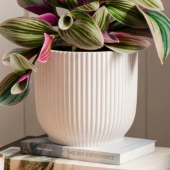 Tradescantia Nanouk House Plant In Elho Vibes Pot -EGLO Shop 30963597 alt02