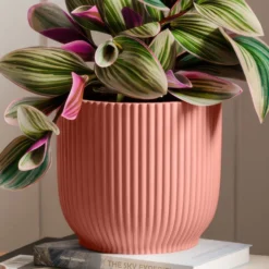 Tradescantia Nanouk House Plant In Elho Vibes Pot -EGLO Shop 30963599 alt02