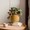Tradescantia Nanouk House Plant In Elho Vibes Pot