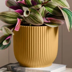 Tradescantia Nanouk House Plant In Elho Vibes Pot -EGLO Shop 30963600 alt02