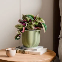 Tradescantia Nanouk House Plant In Elho Vibes Pot -EGLO Shop 30963601