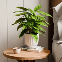 Calathea Leopardina House Plant In Elho Vibes Pot -EGLO Shop 30963636