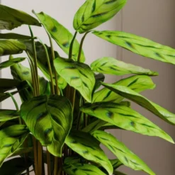 Calathea Leopardina House Plant In Elho Vibes Pot -EGLO Shop 30963636 alt01