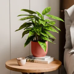 Calathea Leopardina House Plant In Elho Vibes Pot -EGLO Shop 30963638