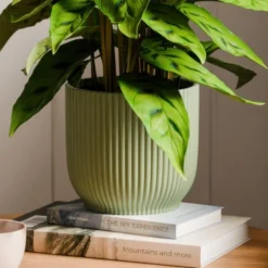 Calathea Leopardina House Plant In Elho Vibes Pot -EGLO Shop 30963640 alt02