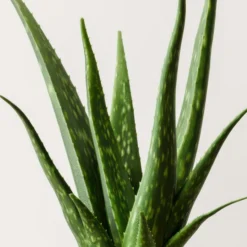 Aloe Vera House Plant In Elho Vibes Pot 21 Aloe Vera House Plant In Elho Vibes Pot -EGLO Shop 30963670 alt01