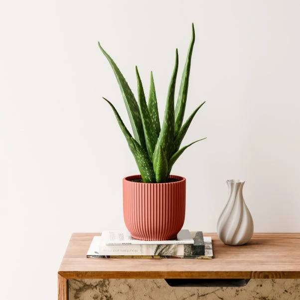 Aloe Vera House Plant In Elho Vibes Pot 13 Aloe Vera House Plant In Elho Vibes Pot - Image 13