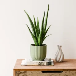 Aloe Vera House Plant In Elho Vibes Pot 24 Aloe Vera House Plant In Elho Vibes Pot -EGLO Shop 30963674
