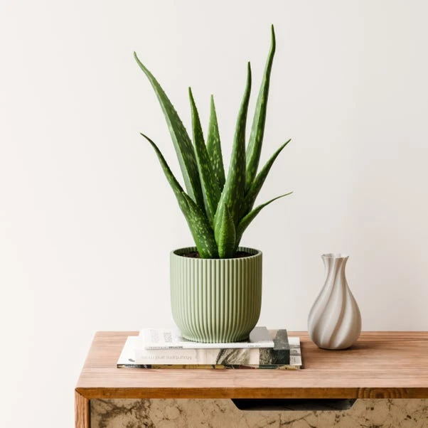 Aloe Vera House Plant In Elho Vibes Pot 9 Aloe Vera House Plant In Elho Vibes Pot - Image 9