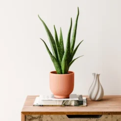 Aloe Vera House Plant In Ribbed Ceramic Pot -EGLO Shop 30963675