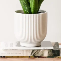 Aloe Vera House Plant In Ribbed Ceramic Pot -EGLO Shop 30963676 alt02