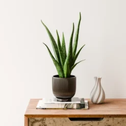 Aloe Vera House Plant In Ribbed Ceramic Pot -EGLO Shop 30963677