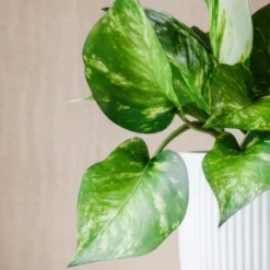 Marble Queen Pothos House Plant In Elho Pot -EGLO Shop 30963704 alt01