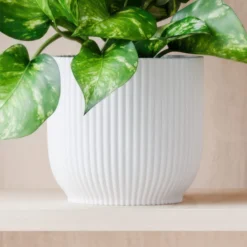Marble Queen Pothos House Plant In Elho Pot -EGLO Shop 30963704 alt02