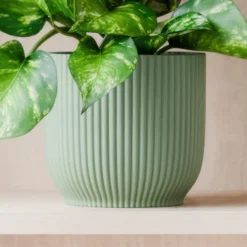 Marble Queen Pothos House Plant In Elho Pot -EGLO Shop 30963708 alt02