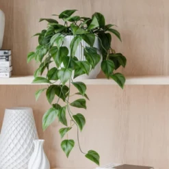 Trailing Philodendron Scandens House Plant In Elho Pot -EGLO Shop 30963726