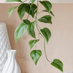 Trailing Philodendron Scandens House Plant In Elho Pot -EGLO Shop 30963726 alt01