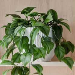 Trailing Philodendron Scandens House Plant In Elho Pot -EGLO Shop 30963726 alt02