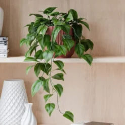 Trailing Philodendron Scandens House Plant In Elho Pot -EGLO Shop 30963728