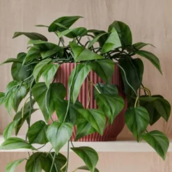 Trailing Philodendron Scandens House Plant In Elho Pot -EGLO Shop 30963728 alt02