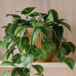 Trailing Philodendron Scandens House Plant In Elho Pot -EGLO Shop 30963729 alt02