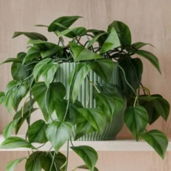 Trailing Philodendron Scandens House Plant In Elho Pot -EGLO Shop 30963730 alt02