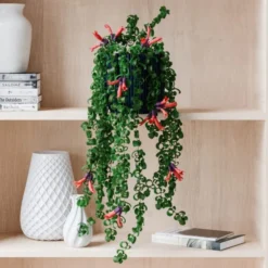 Trailing Aeschynanthus Rasta House Plant In Elho Pot -EGLO Shop 30963732