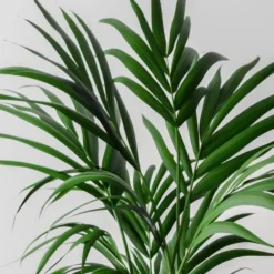 Kentia Palm House Plant In Capri Pot -EGLO Shop 30963853 alt01